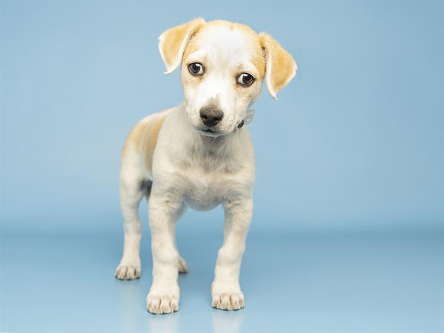 Enlarge TRAVIS, a Adoptable mixed breed in Phoenix, AZ image 1/1