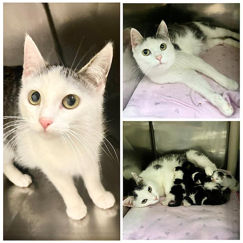 Mitzy, a Adoptable Domestic Short Hair in New Fairfield, CT image 1/6