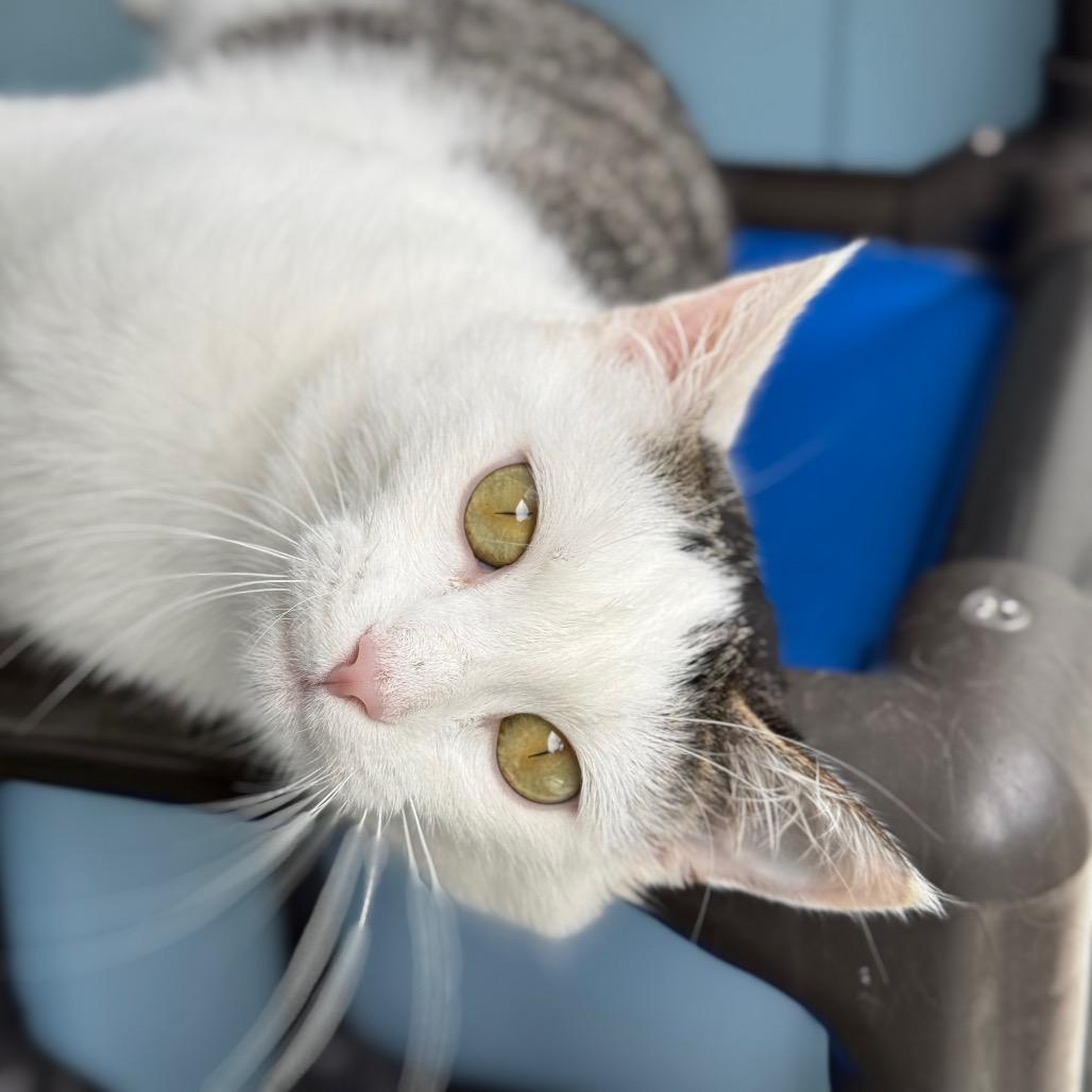 Mitzy, a Adoptable Domestic Short Hair in New Fairfield, CT image 2/6
