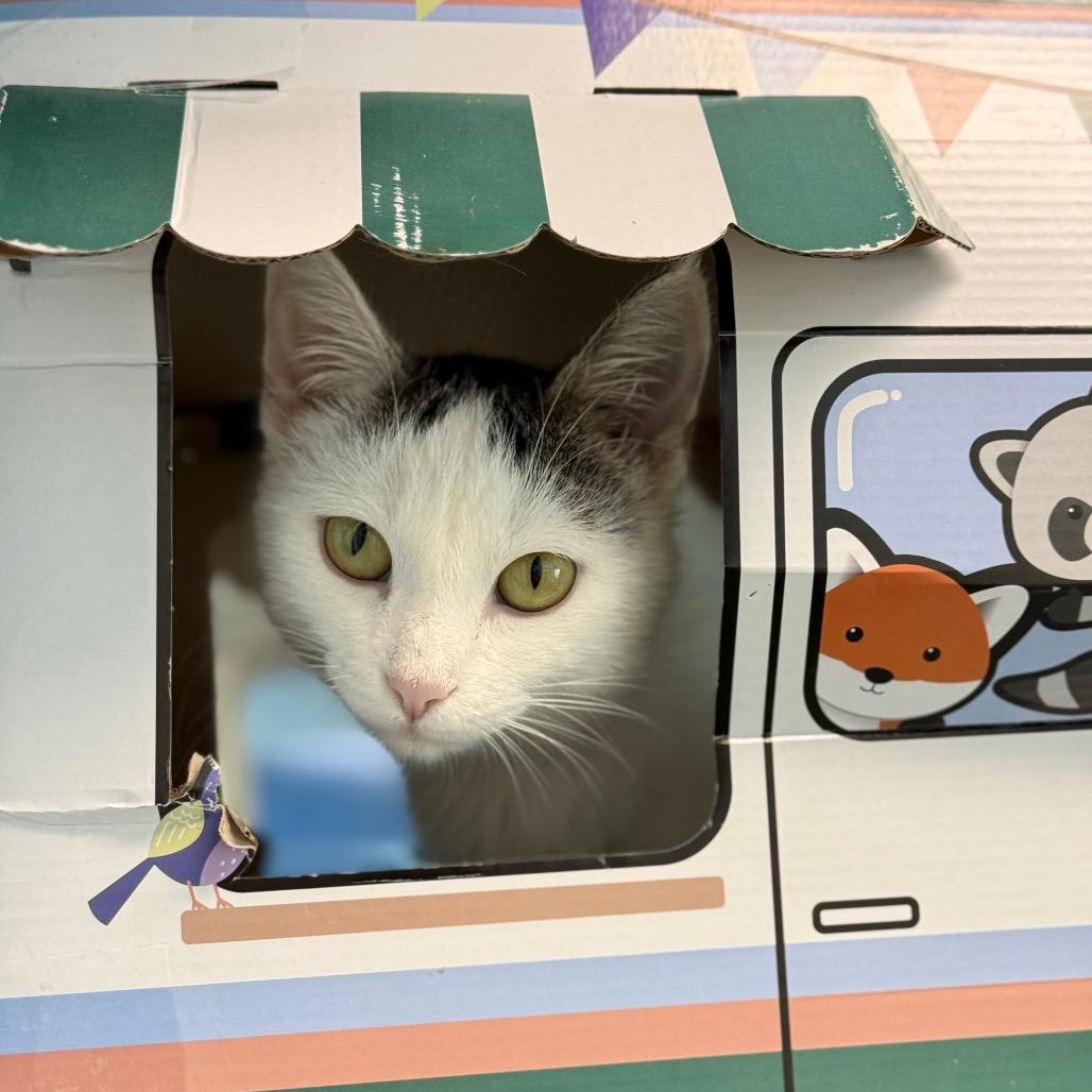Mitzy, a Adoptable Domestic Short Hair in New Fairfield, CT image 3/6