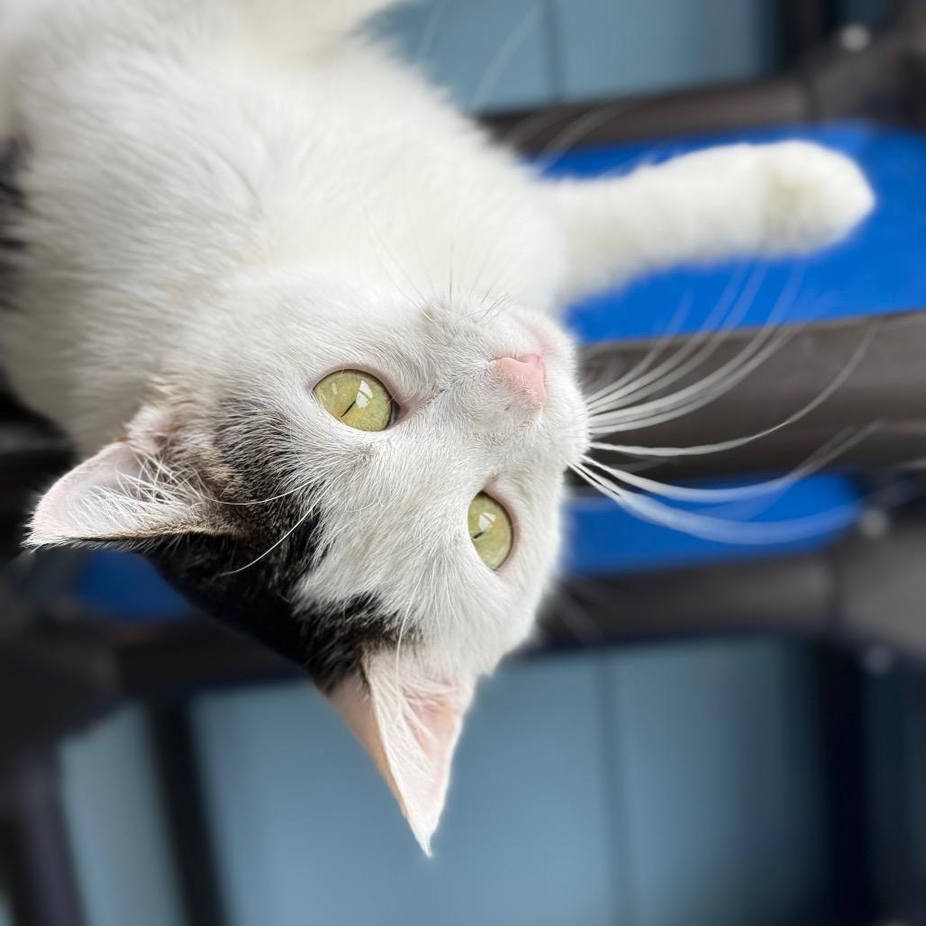 Mitzy, a Adoptable Domestic Short Hair in New Fairfield, CT image 4/6