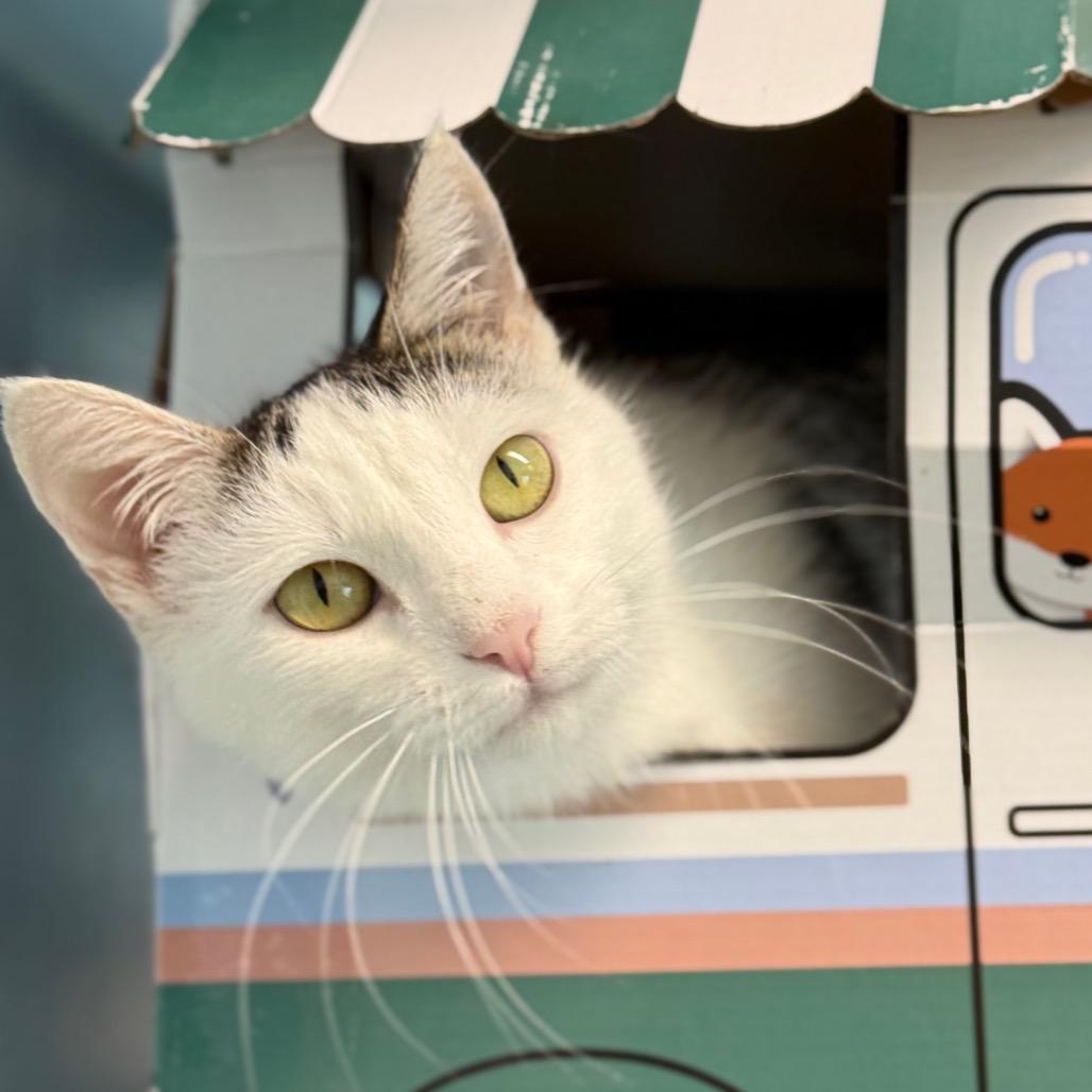 Mitzy, a Adoptable Domestic Short Hair in New Fairfield, CT image 5/6