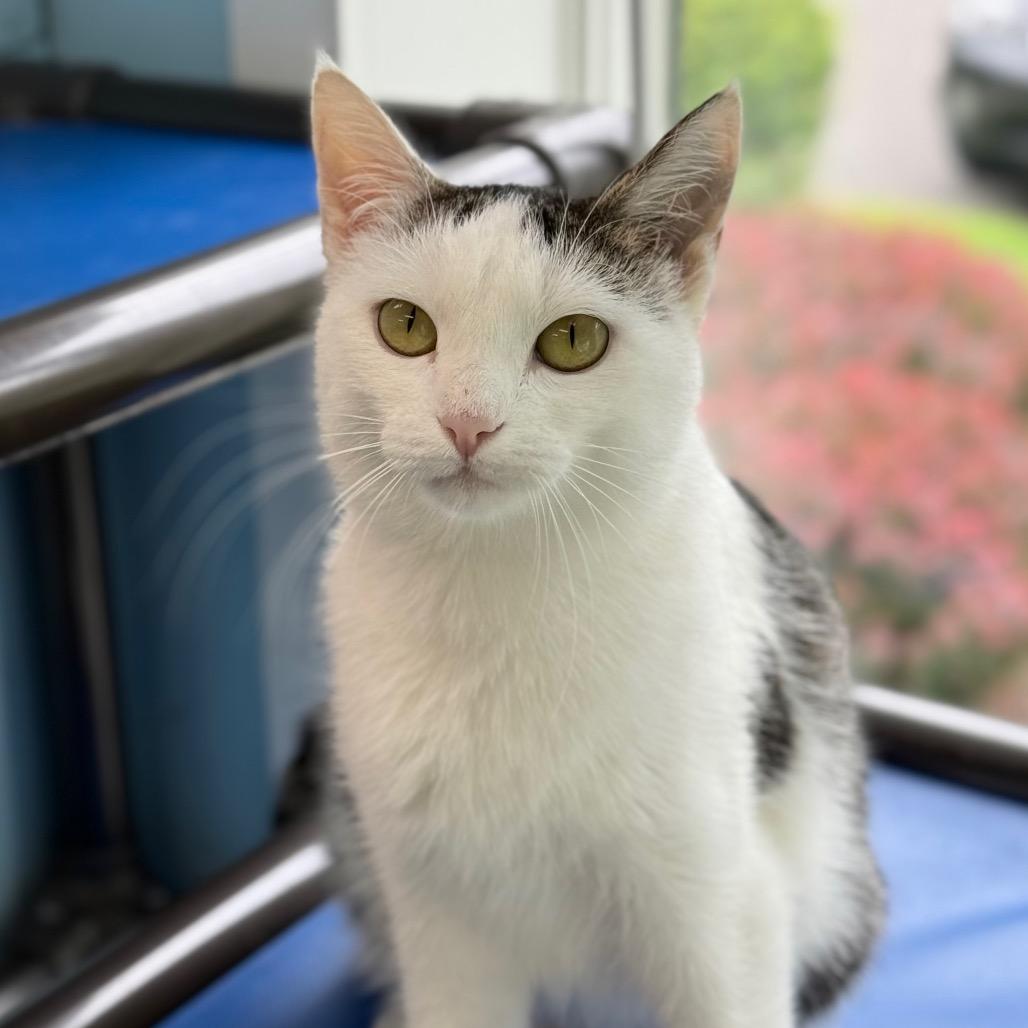 Mitzy, a Adoptable Domestic Short Hair in New Fairfield, CT image 6/6