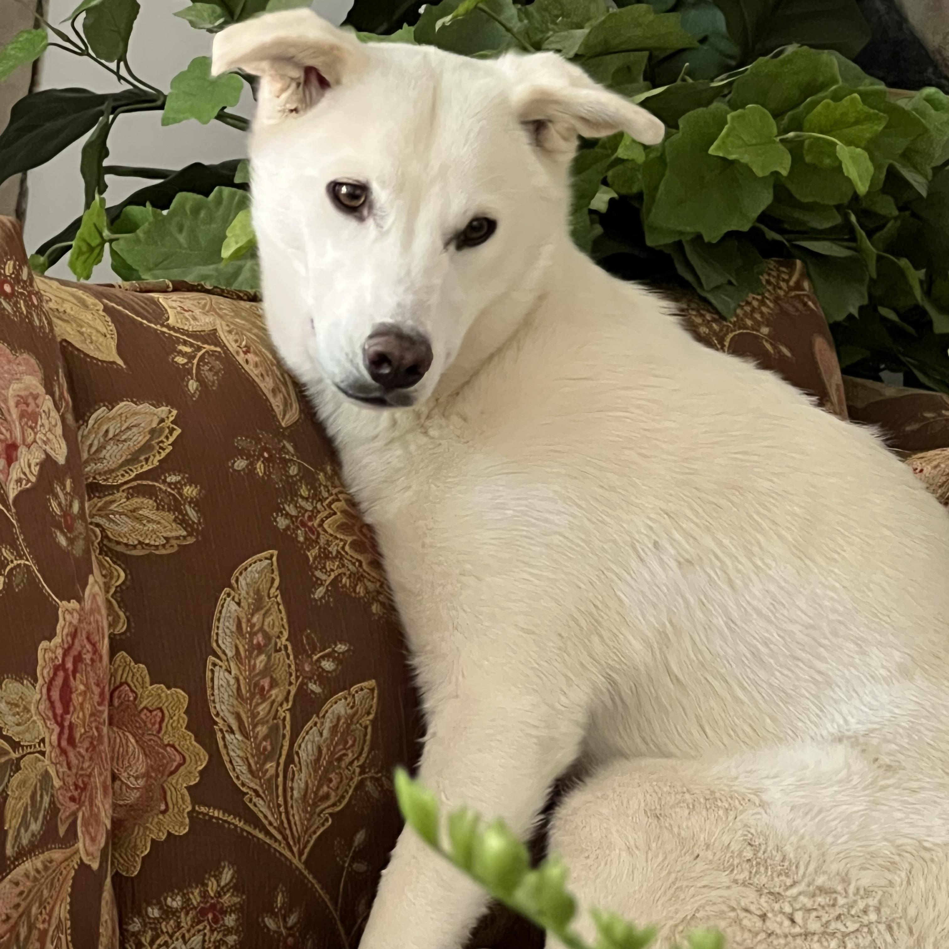 Charm, Adopted, Young Female Jindo.