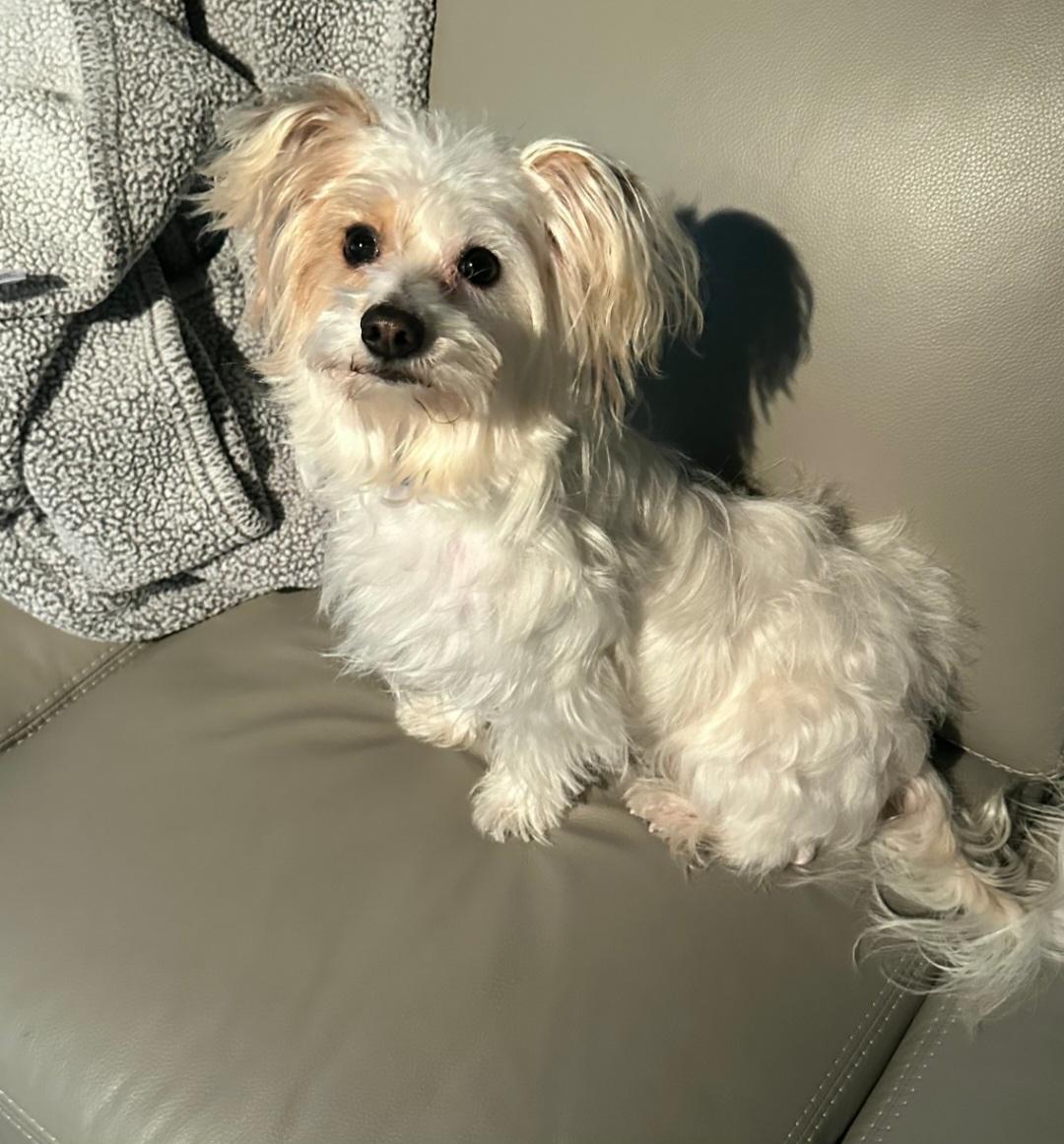 Enlarge Olivia, a Adopted mixed breed in merrillville, IN image 1/2