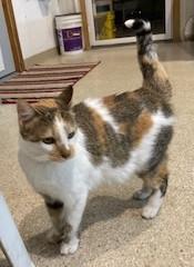 Enlarge Hanna, an adopted mixed breed in Lead, SD image 1/5