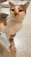 Enlarge Hanna, an adopted mixed breed in Lead, SD image 4/5