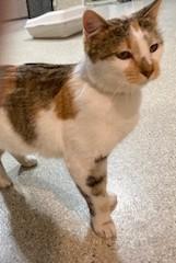 Enlarge Hanna, an adopted mixed breed in Lead, SD image 2/5