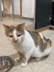 Enlarge Hanna, an adopted mixed breed in Lead, SD image 5/5