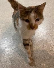 Enlarge Hanna, an adopted mixed breed in Lead, SD image 3/5