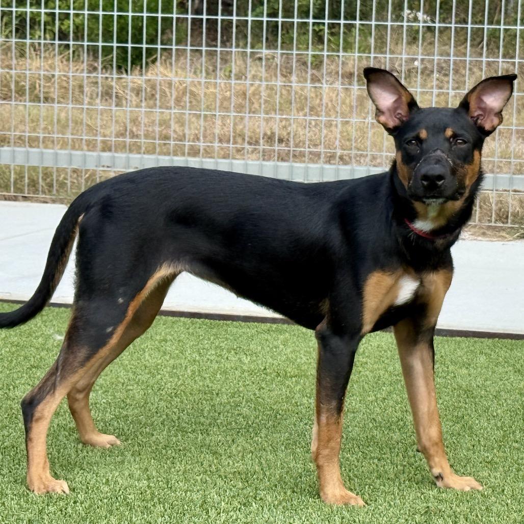 Enlarge Jolene, a Adoptable mixed breed in Austin, TX image 1/5