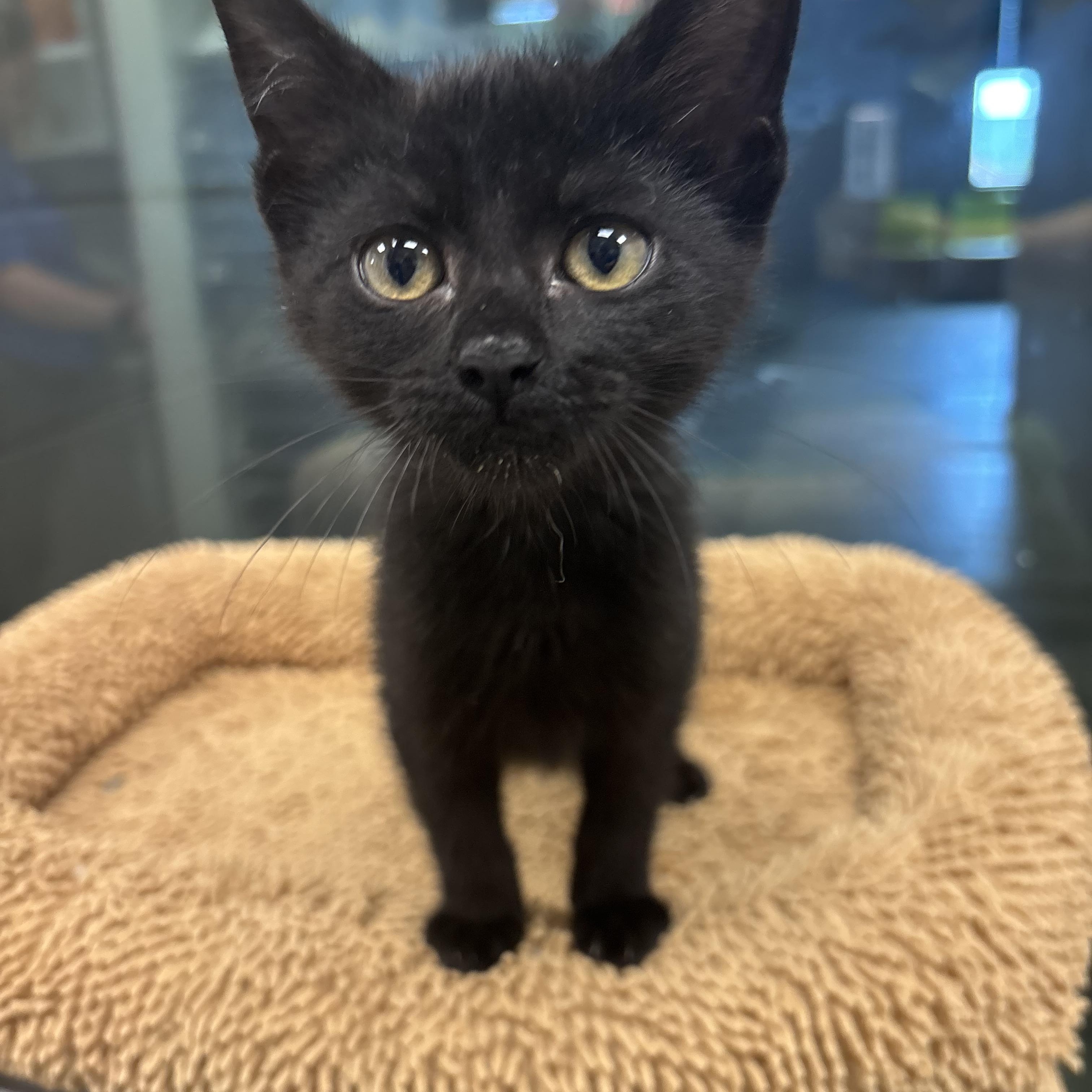 Amalia, a Adoptable Domestic Short Hair in Liberty, MO image 5/6