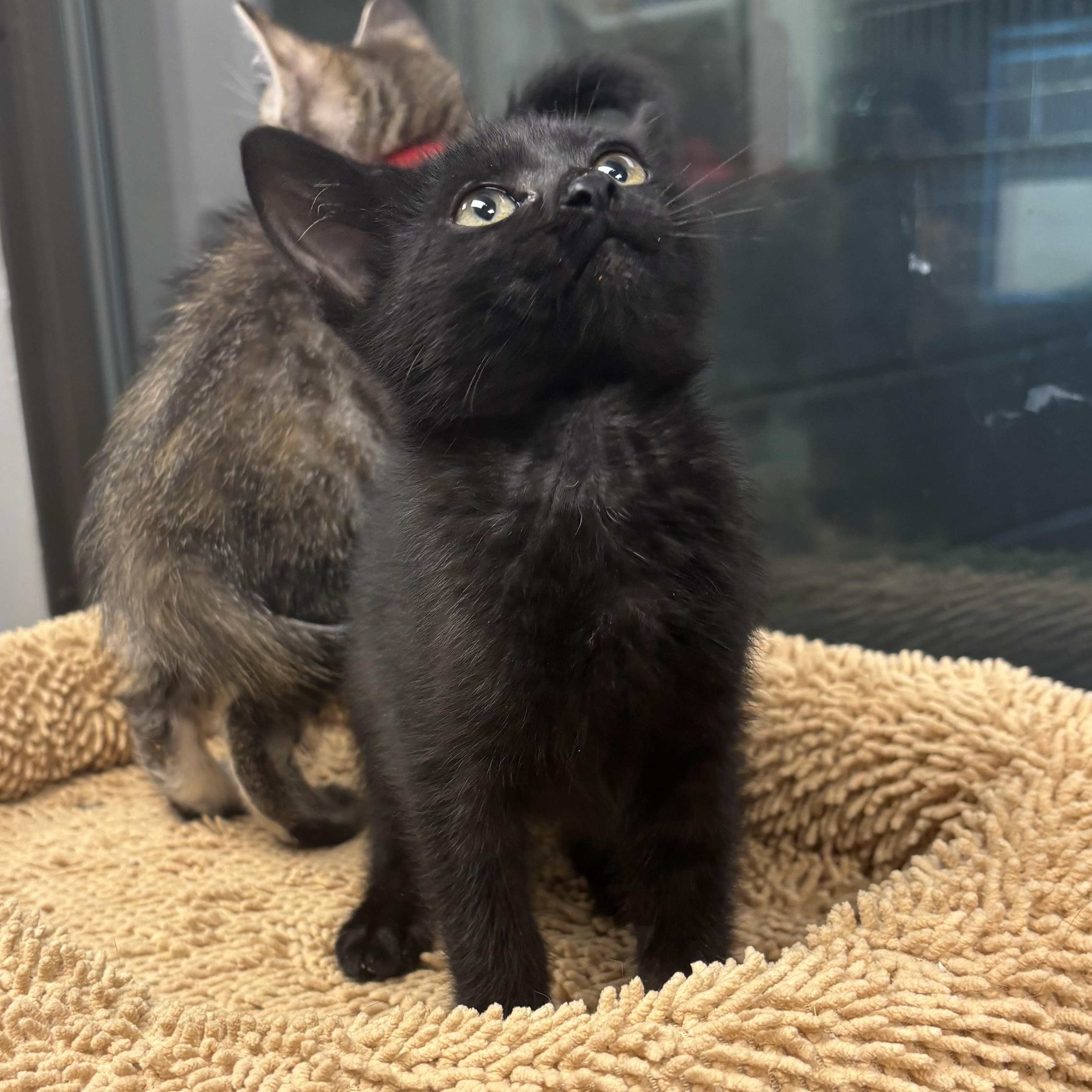 Amalia, a Adoptable Domestic Short Hair in Liberty, MO image 4/6