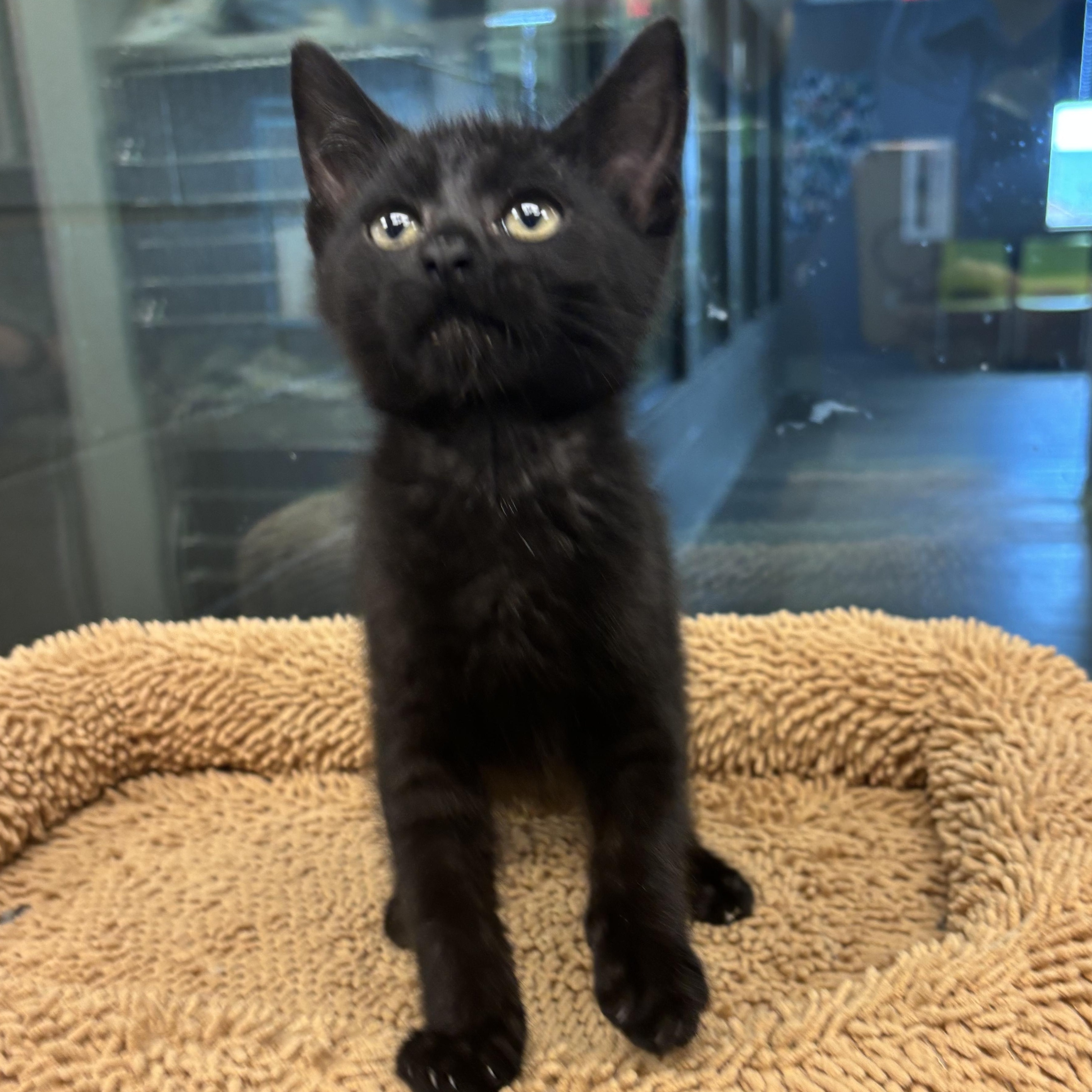 Amalia, a Adoptable Domestic Short Hair in Liberty, MO image 1/6