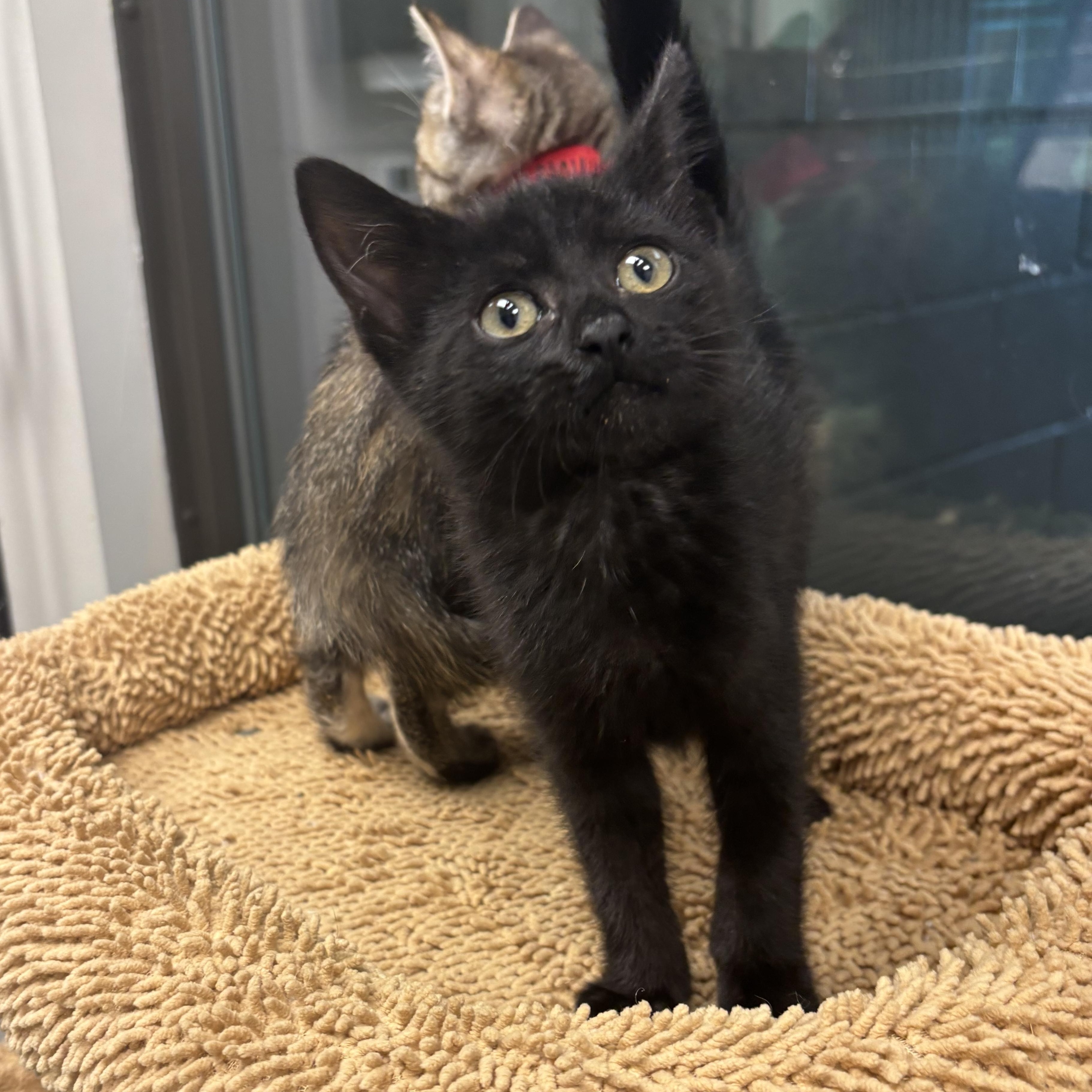Amalia, a Adoptable Domestic Short Hair in Liberty, MO image 2/6