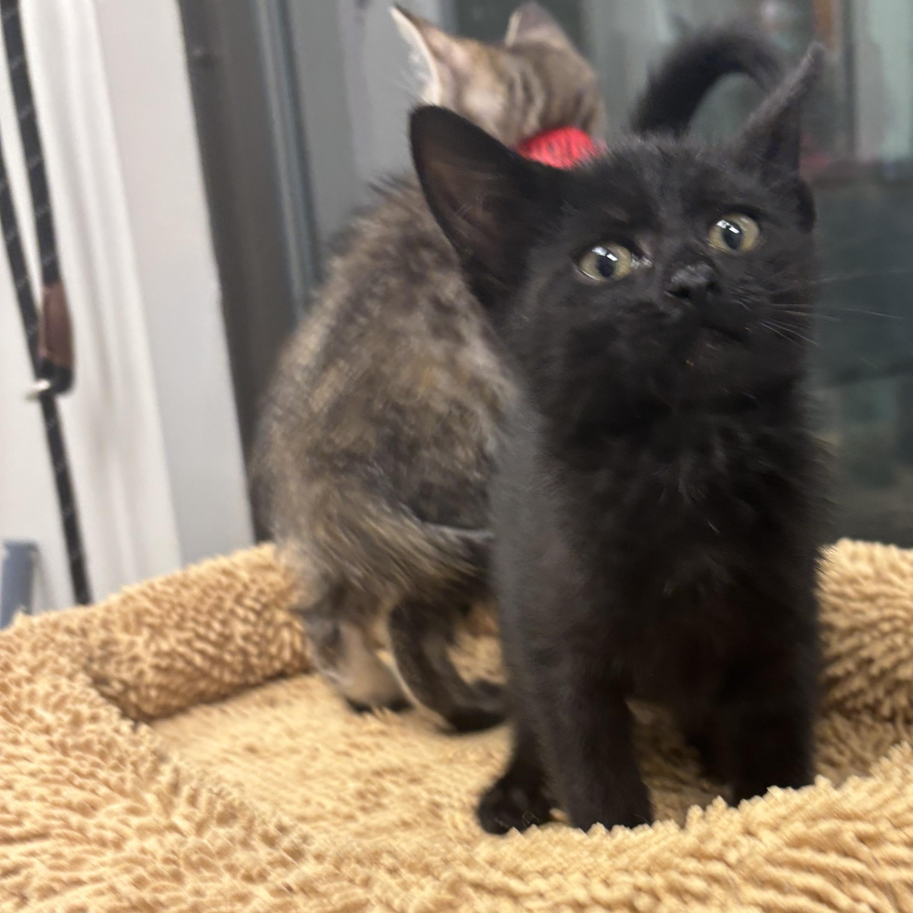 Amalia, a Adoptable Domestic Short Hair in Liberty, MO image 3/6