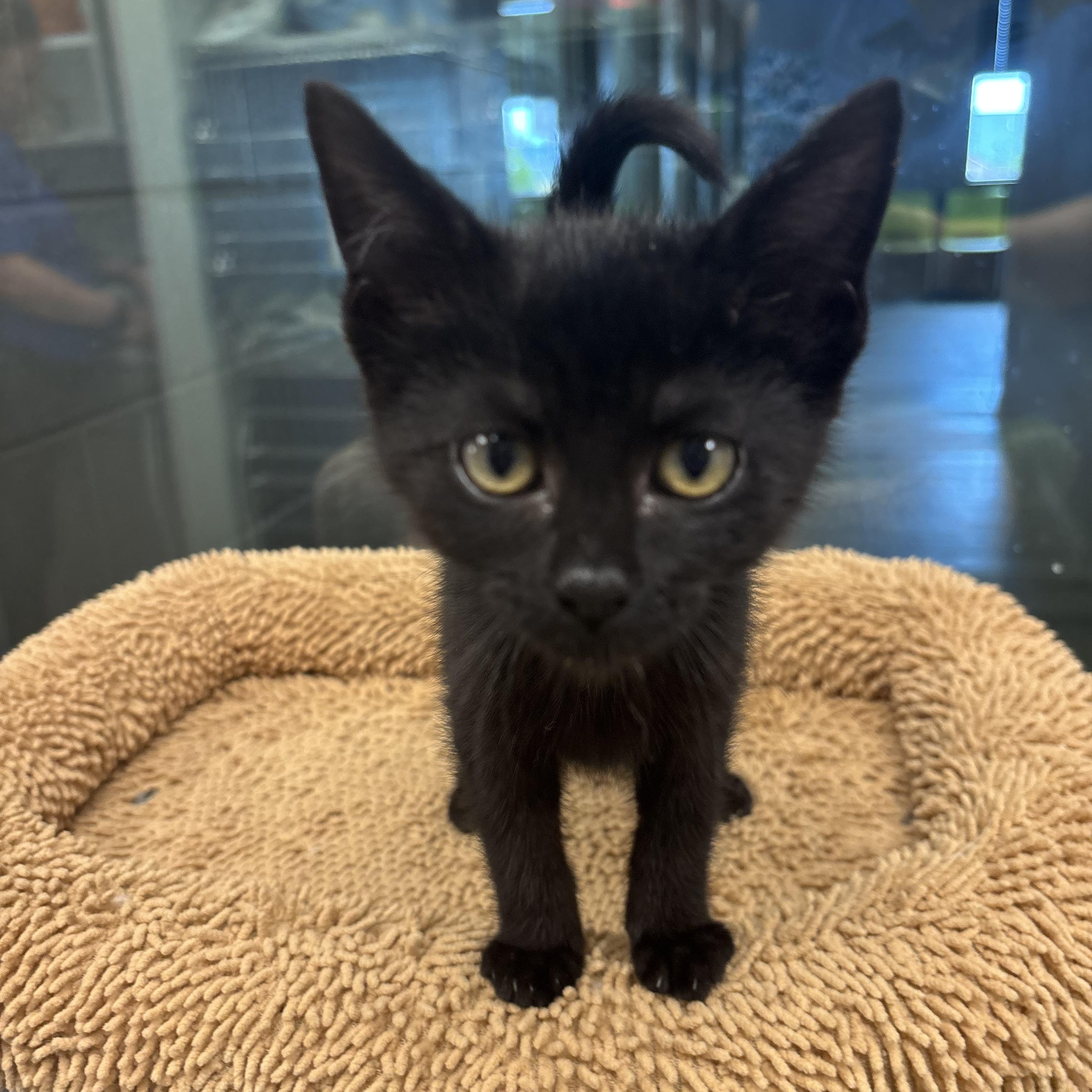 Amalia, a Adoptable Domestic Short Hair in Liberty, MO image 6/6