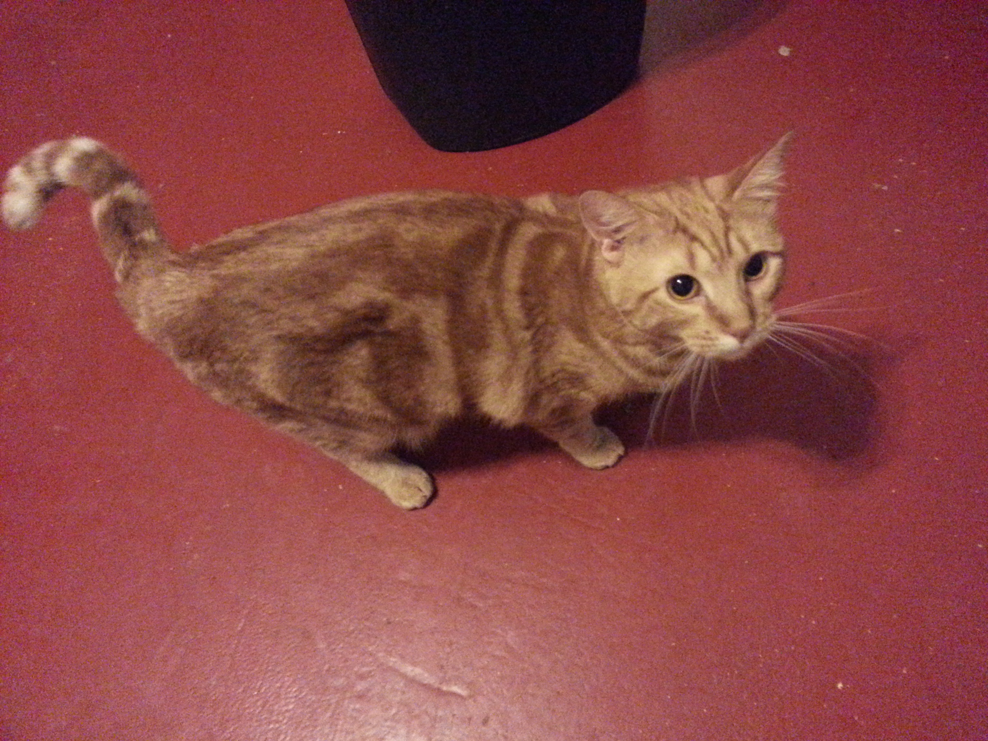 Fiona — thumbnail 2