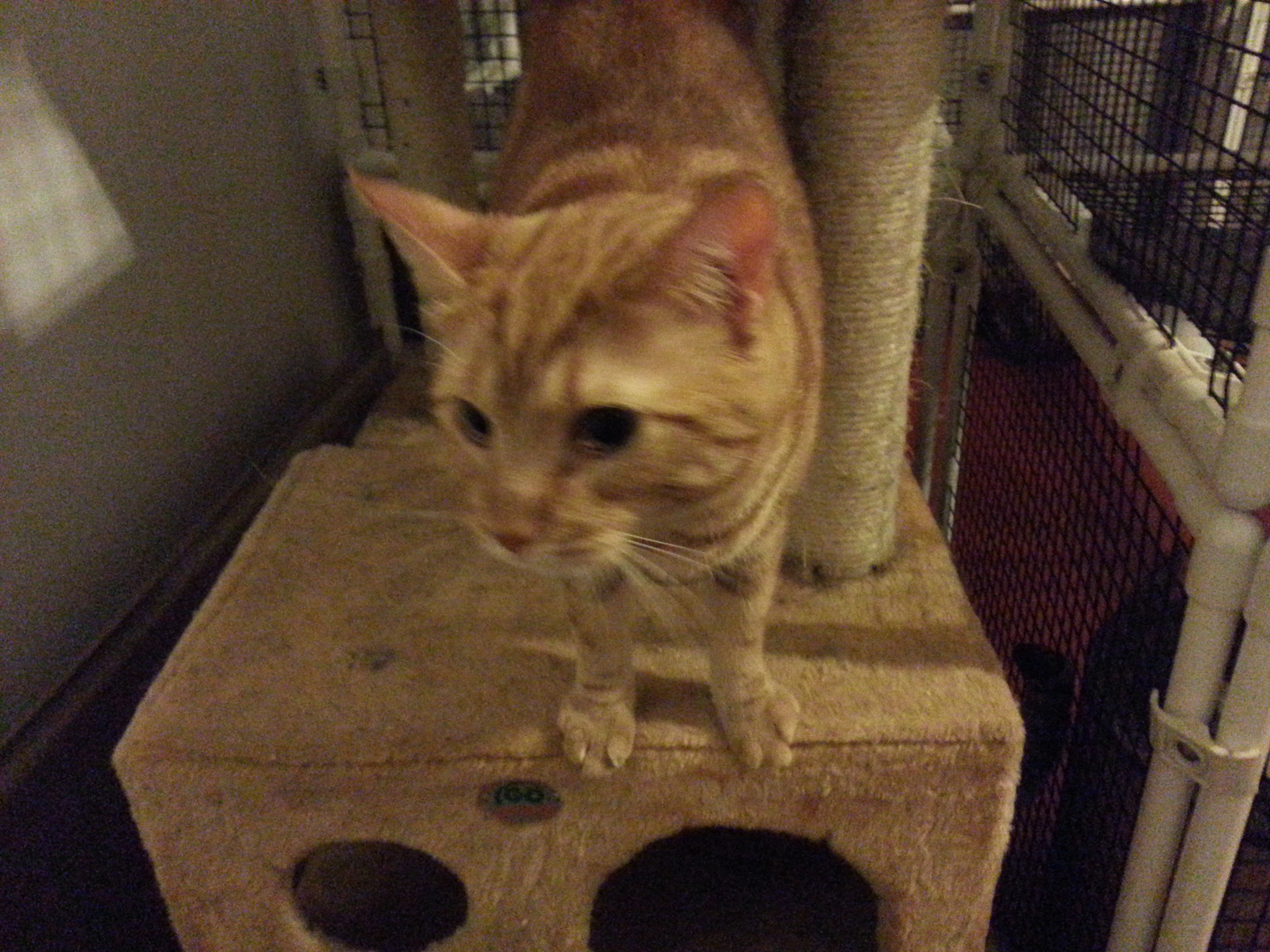 Fiona — thumbnail 3