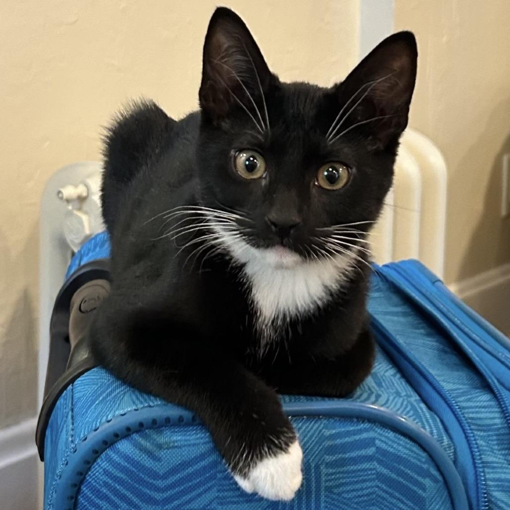 Enlarge Fire, a Adoptable Domestic Short Hair in Cincinnati, OH image 1/5