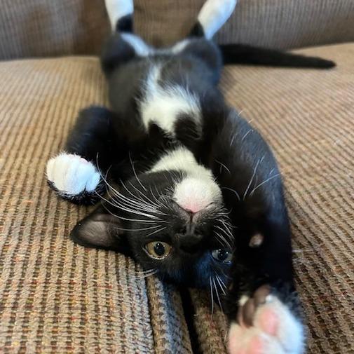 Enlarge Fire, a Adoptable Domestic Short Hair in Cincinnati, OH image 2/5