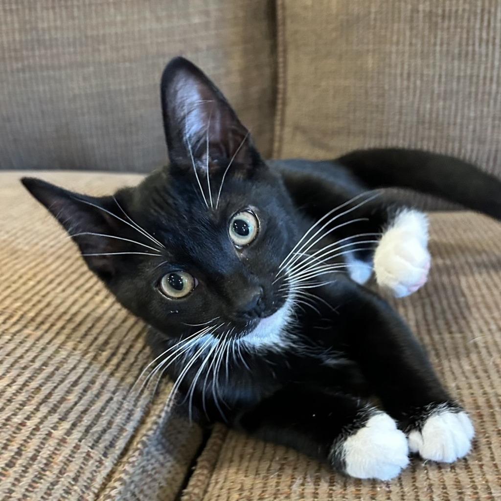 Enlarge Fire, a Adoptable Domestic Short Hair in Cincinnati, OH image 3/5