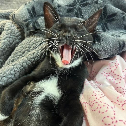 Enlarge Fire, a Adoptable Domestic Short Hair in Cincinnati, OH image 4/5