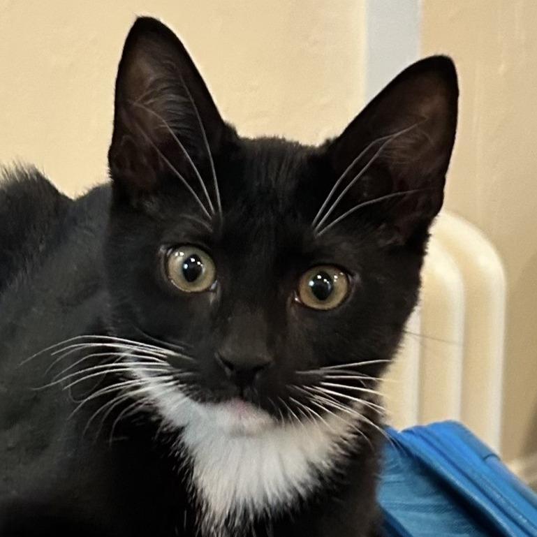 Enlarge Fire, a Adoptable Domestic Short Hair in Cincinnati, OH image 5/5