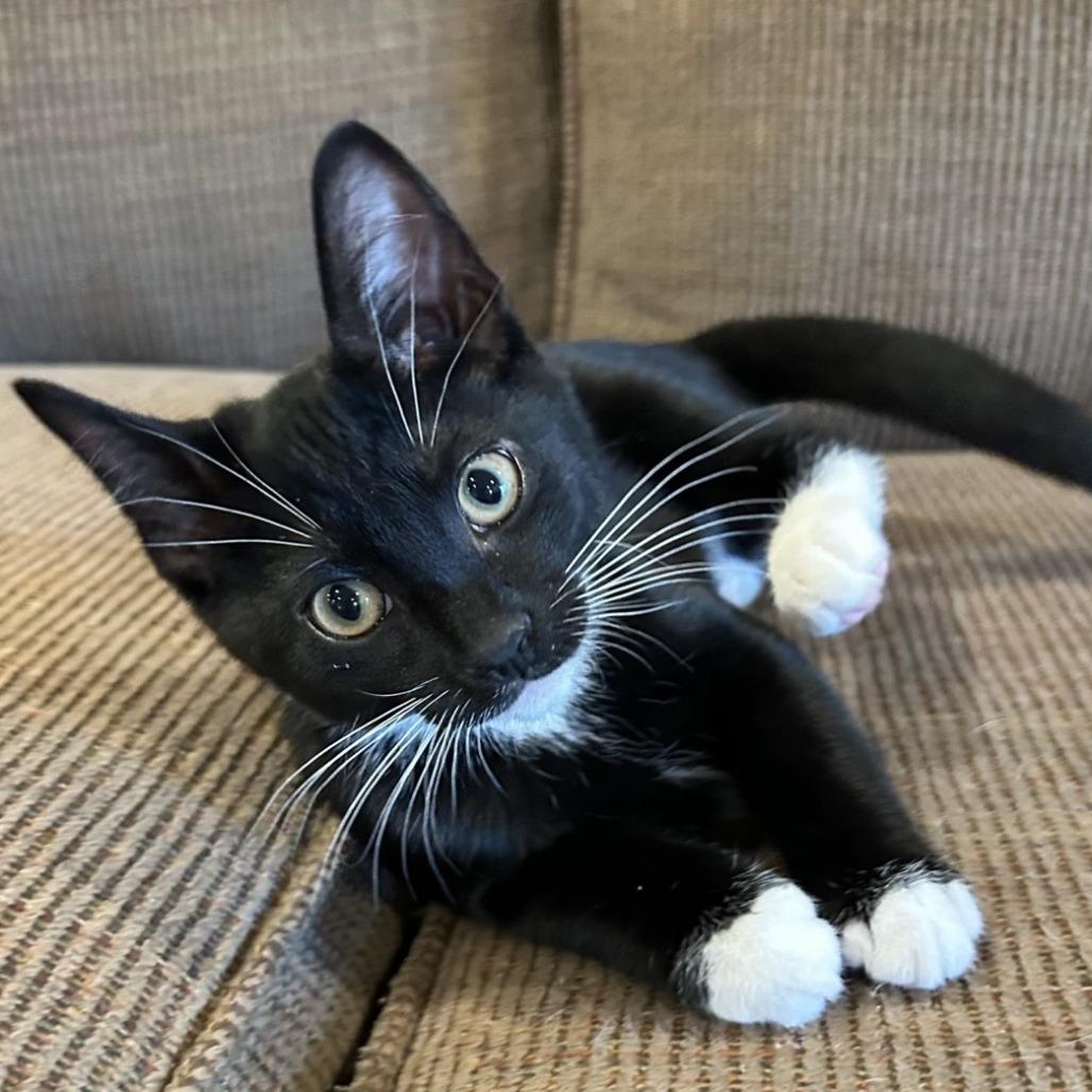 Enlarge Fire, a Adoptable Domestic Short Hair in Cincinnati, OH image 5/5