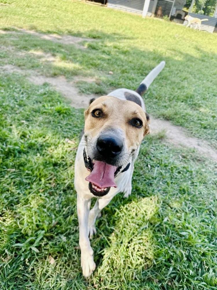 Enlarge Flora, a Adoptable mixed breed in Sacramento, CA image 2/6