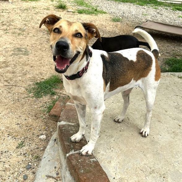 Flora, Adoptable, Adult Female Pointer & Labrador Retriever.