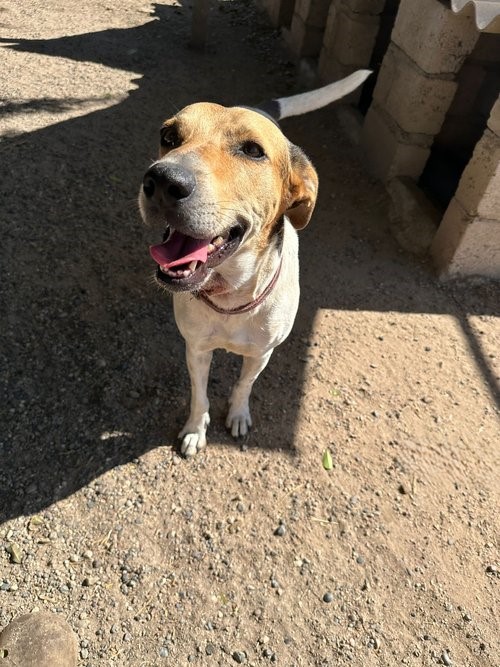 Enlarge Flora, a Adoptable mixed breed in Sacramento, CA image 6/6