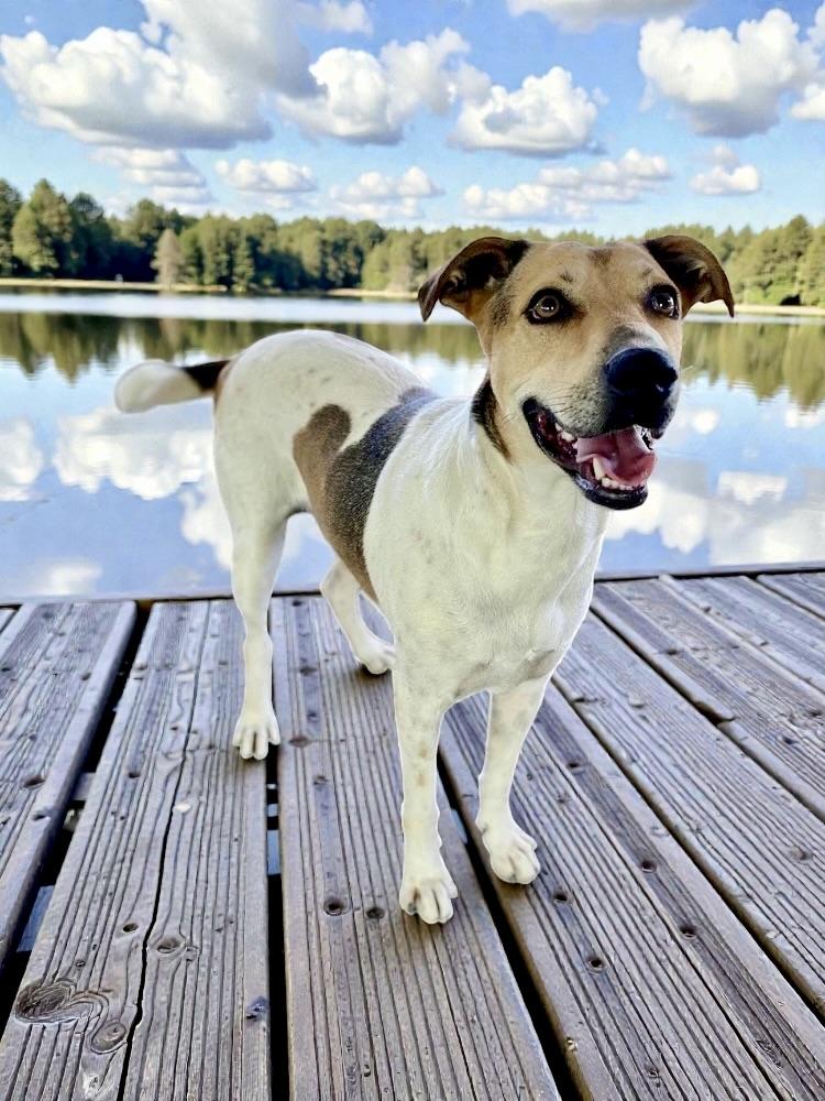 Enlarge Flora, a Adoptable mixed breed in Sacramento, CA image 3/6