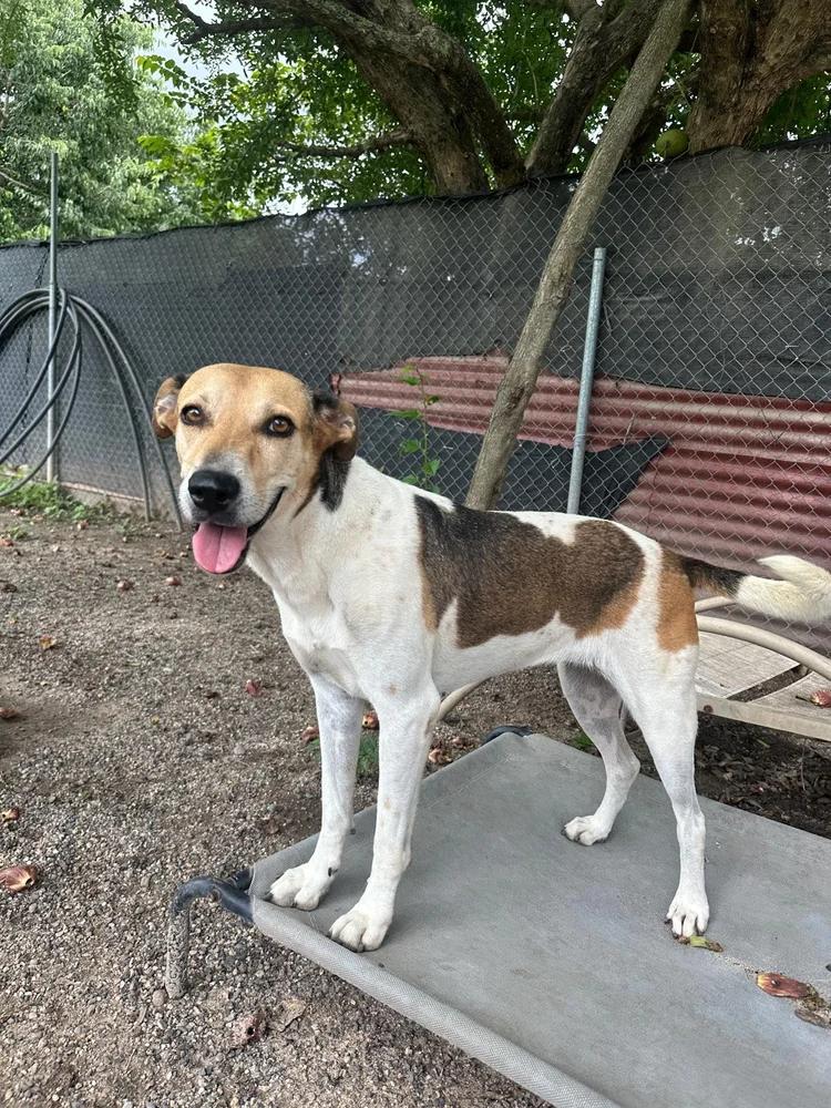 Enlarge Flora, a Adoptable mixed breed in Sacramento, CA image 4/6