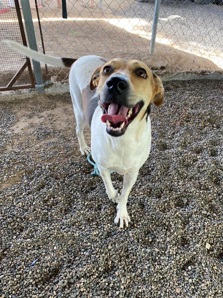 Enlarge Flora, a Adoptable mixed breed in Sacramento, CA image 5/6