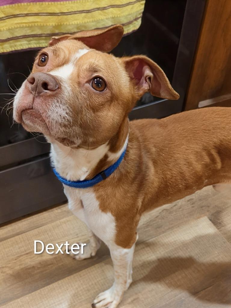 Dexter, Adoptable, Adult Male Jack Russell Terrier & Terrier.