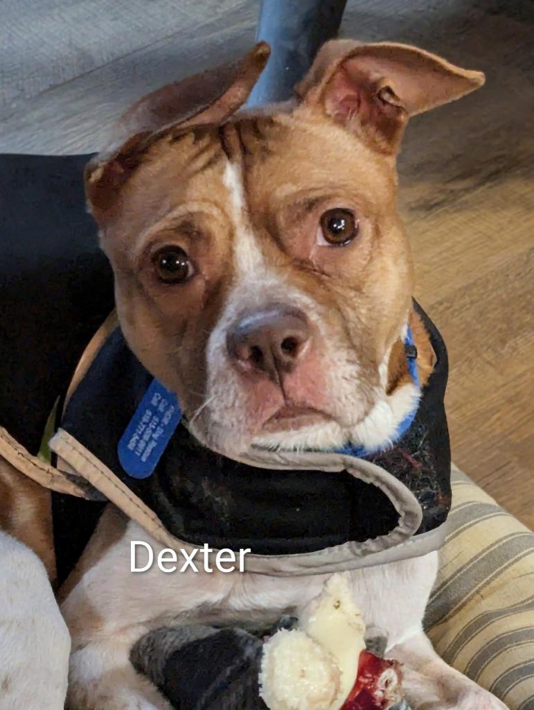 Enlarge Dexter, a Adoptable mixed breed in Johnston, IA image 2/3