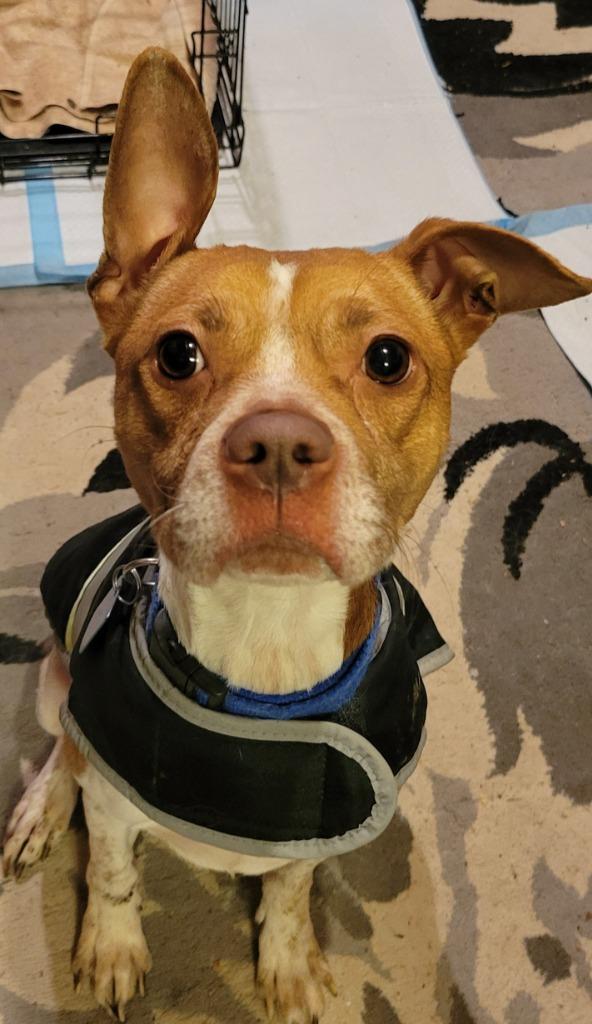 Enlarge Dexter, a Adoptable mixed breed in Johnston, IA image 3/3