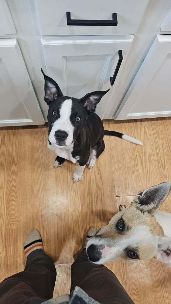 Enlarge Ace, a Adoptable mixed breed in Amherst, NY image 2/6