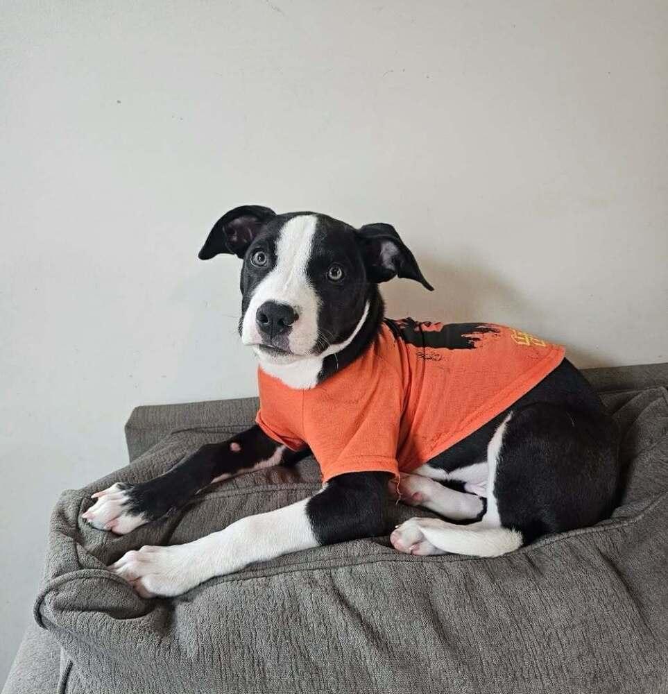 Enlarge Ace, a Adoptable mixed breed in Amherst, NY image 3/6