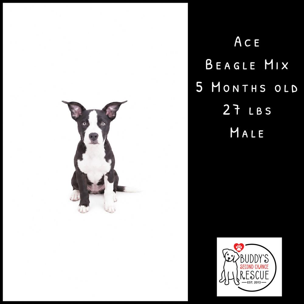 Enlarge Ace, a Adoptable mixed breed in Amherst, NY image 5/6