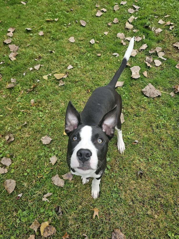 Enlarge Ace, a Adoptable mixed breed in Amherst, NY image 6/6