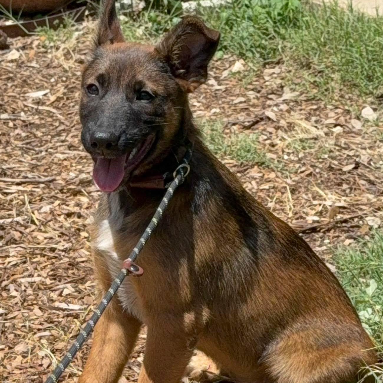 Enlarge Elite 8 puppies, a ADOPTABLE mixed breed in Lockhart, TX image 6/6