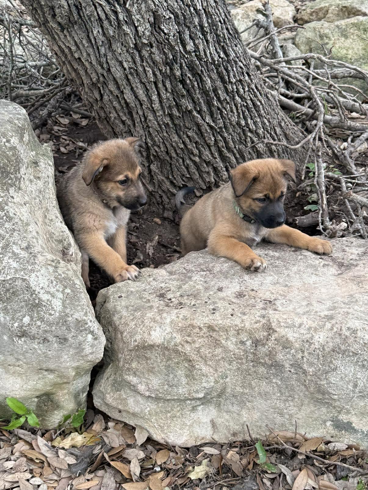 Enlarge Elite 8 puppies, a ADOPTABLE mixed breed in Lockhart, TX image 2/6
