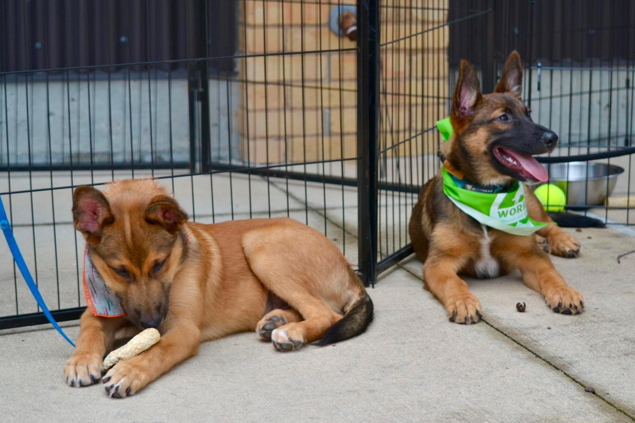Enlarge Elite 8 puppies, a ADOPTABLE mixed breed in Lockhart, TX image 3/6