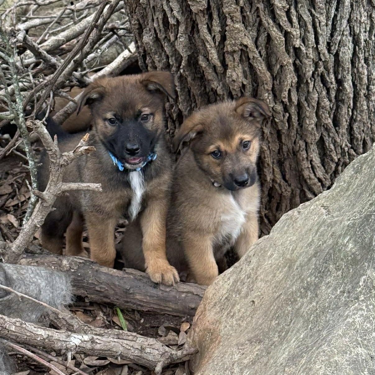Enlarge Elite 8 puppies, a ADOPTABLE mixed breed in Lockhart, TX image 1/6