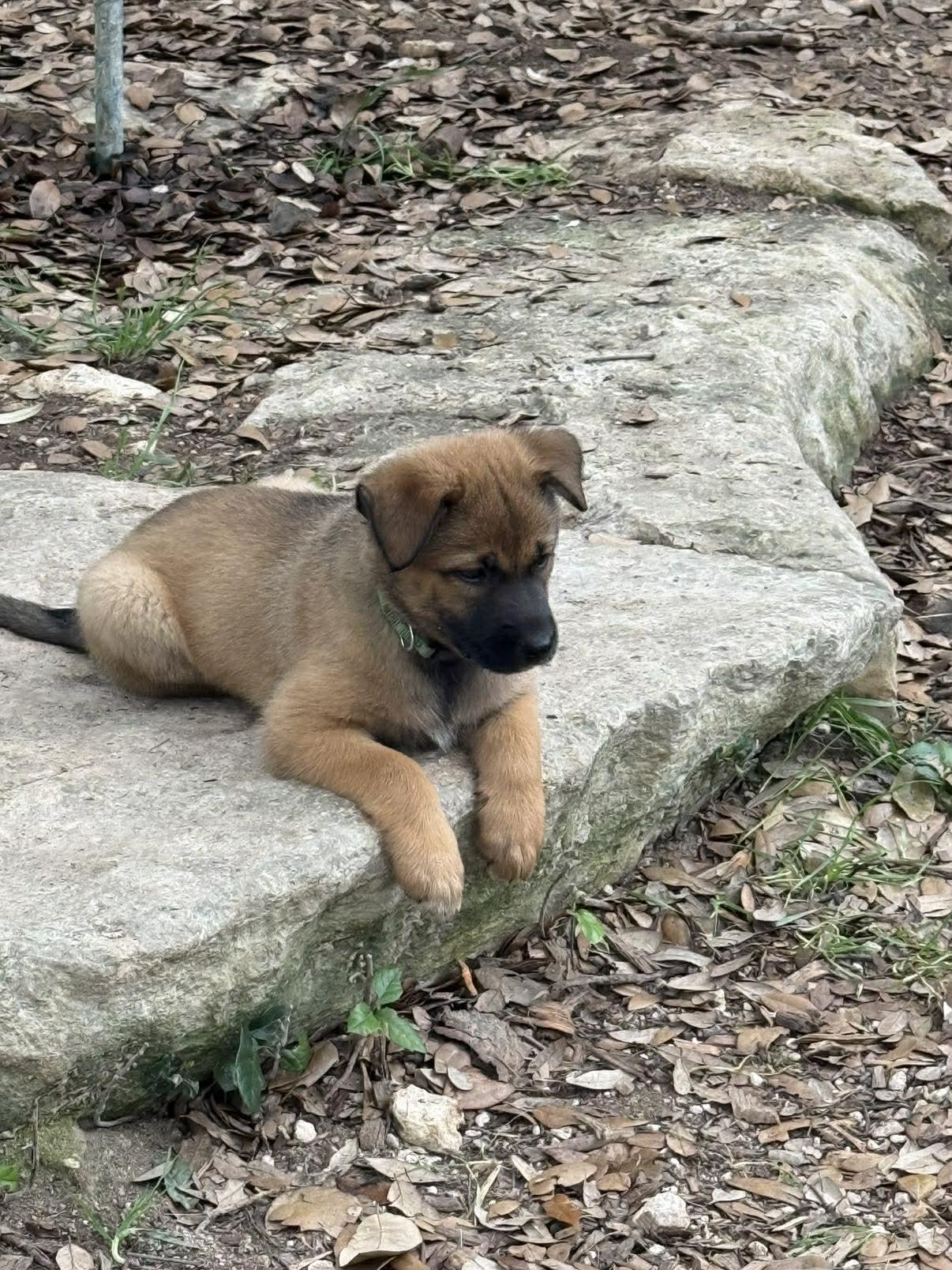 Enlarge Elite 8 puppies, a ADOPTABLE mixed breed in Lockhart, TX image 6/6