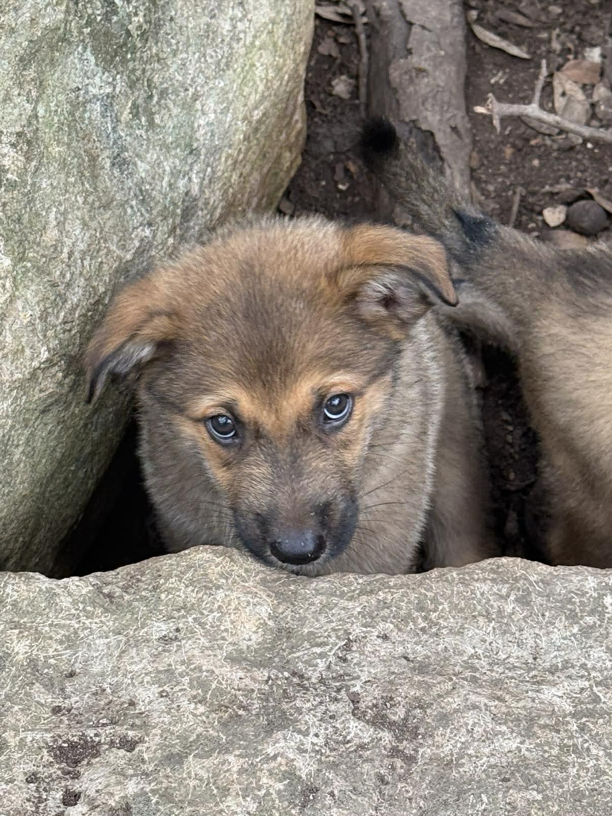 Enlarge Elite 8 puppies, a ADOPTABLE mixed breed in Lockhart, TX image 3/6