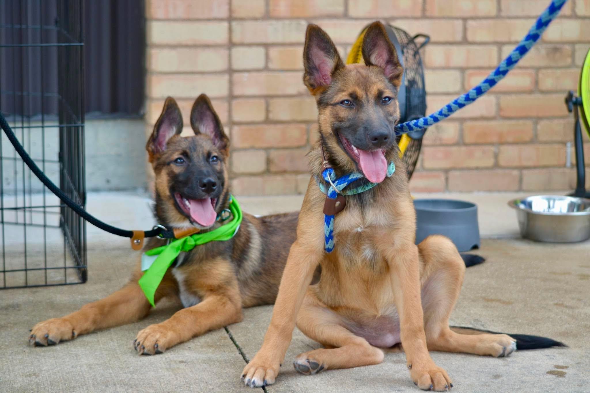 Elite 8 puppies, ADOPTABLE, Puppy Female Belgian Shepherd / Malinois.
