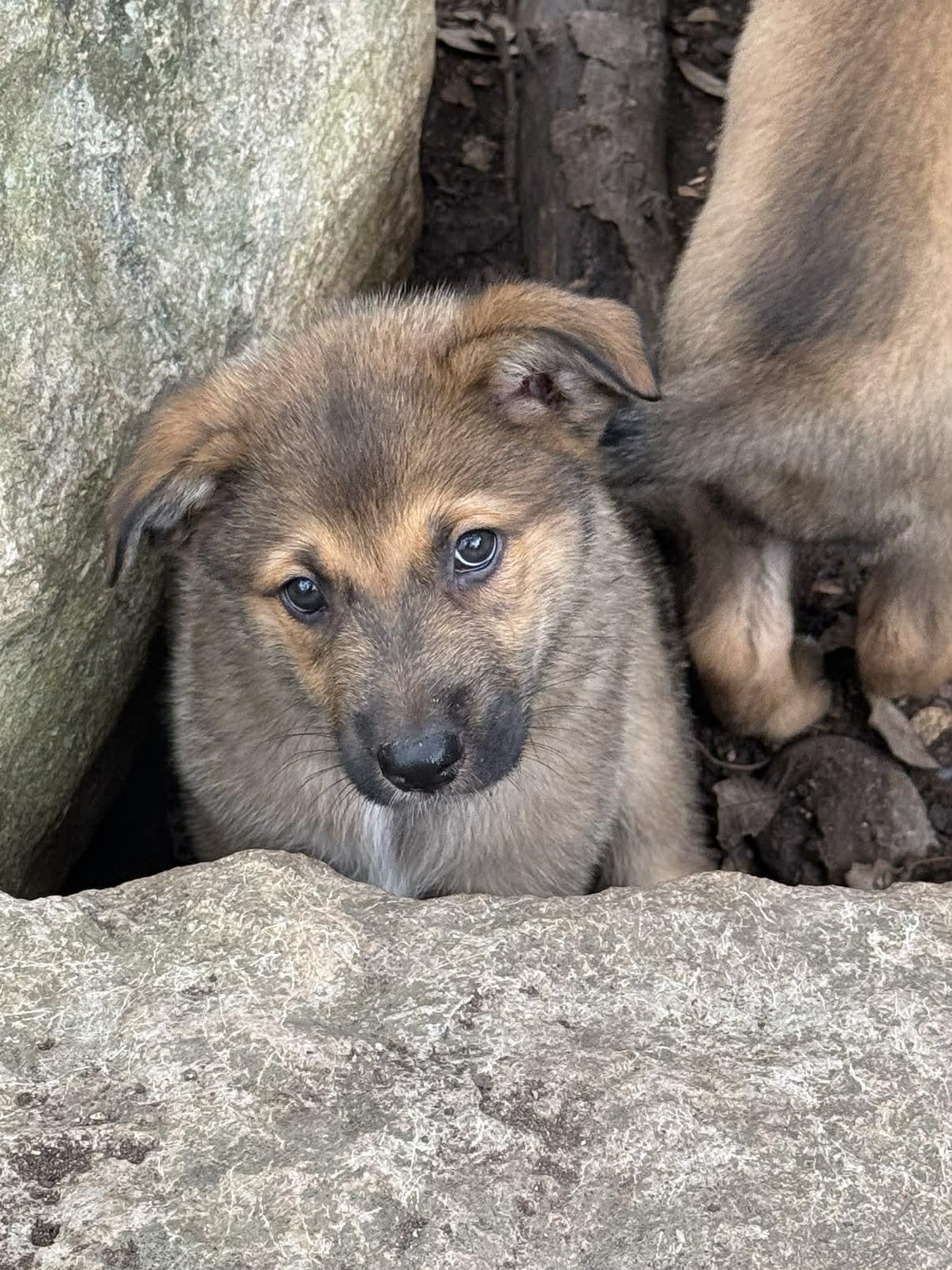 Enlarge Elite 8 puppies, a ADOPTABLE mixed breed in Lockhart, TX image 5/6